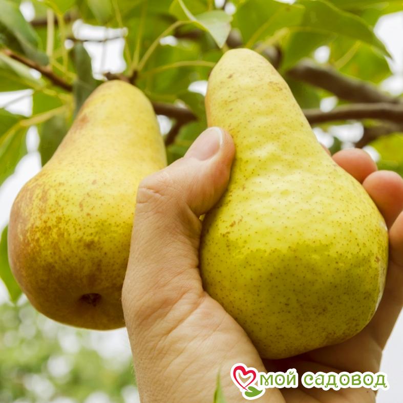 Груша Пермячка Летняя