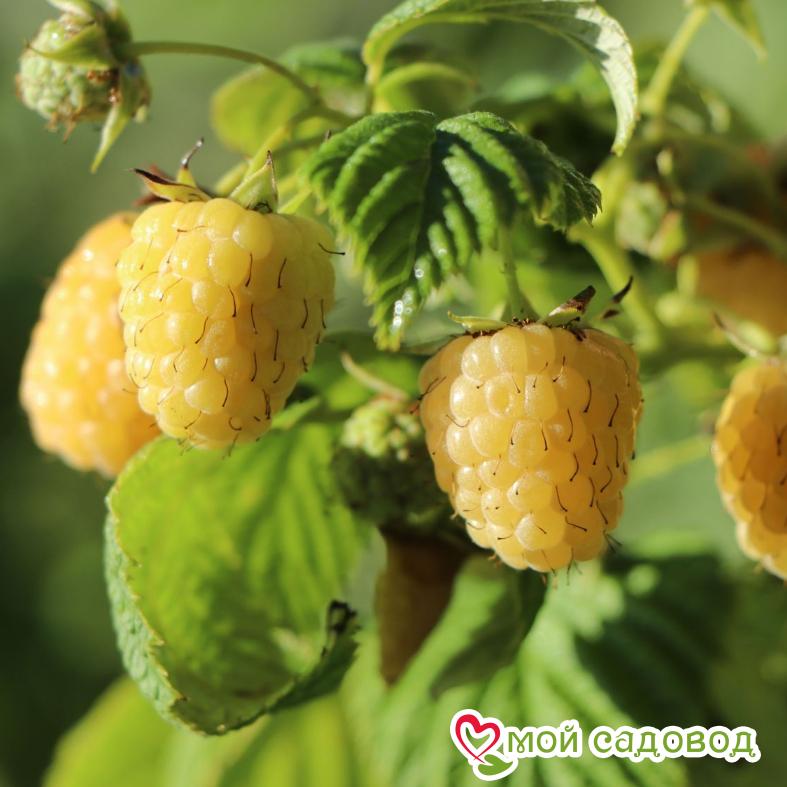 Малина Голден Квин