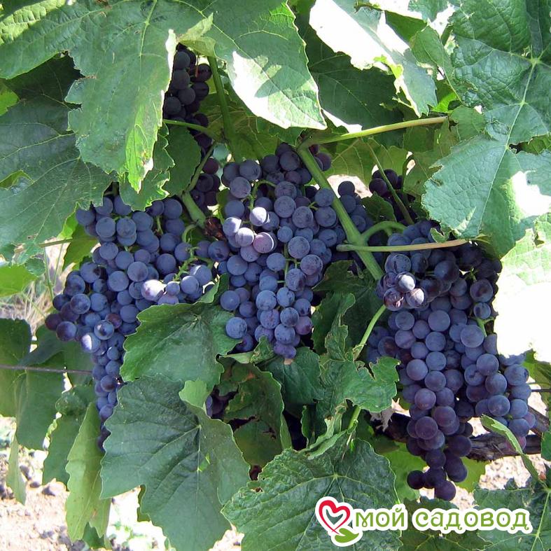 Виноград Венус