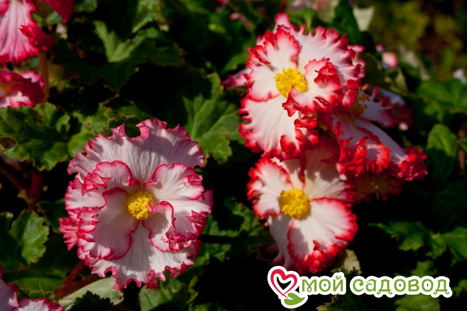 Бегония Криспа Маргината Вайт/Ред