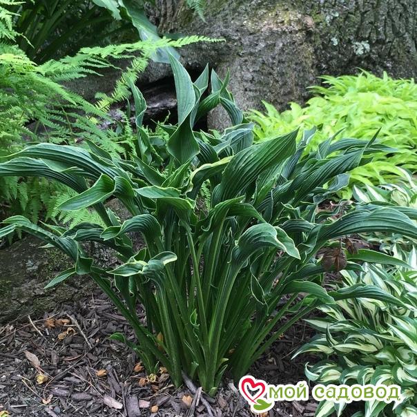 Хоста Прэинг Хэндс (Молящиеся Ручки)