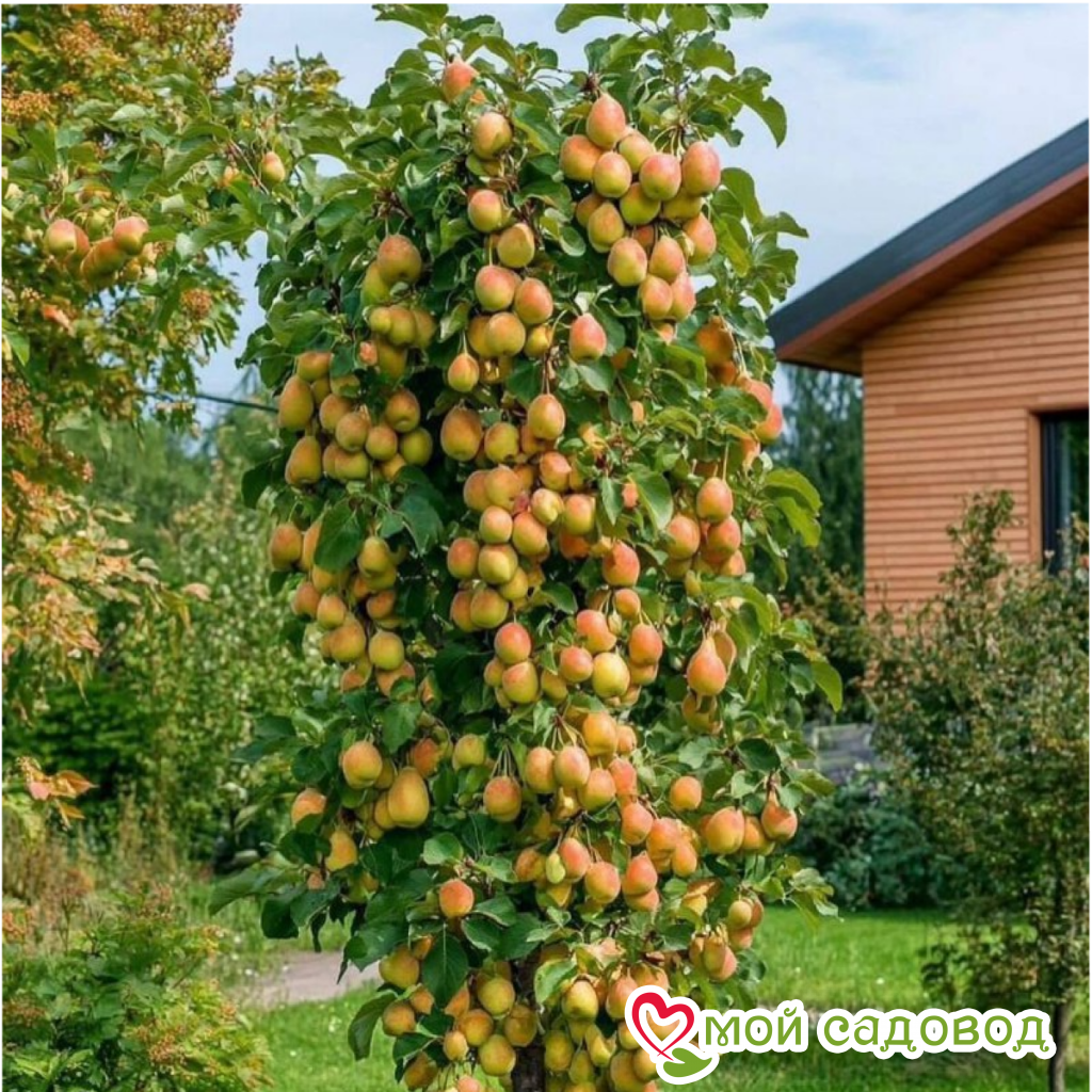 Груша Санреми