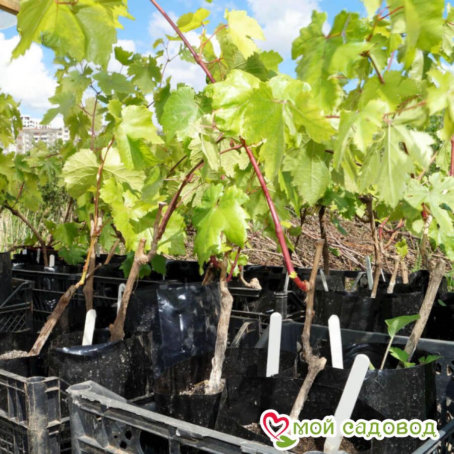 Виноград Атлант